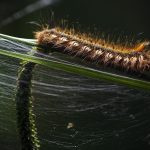 Il lato oscuro del web: cos’è e come funziona il Dark Web