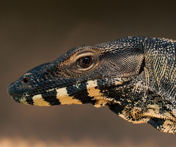 Guida definitiva alla scelta del monitor: IPS, VA o TN?