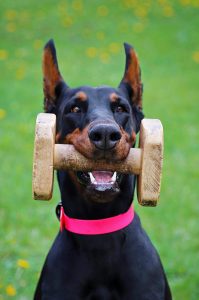 Smart working: i gadget indispensabili per lavorare da casa