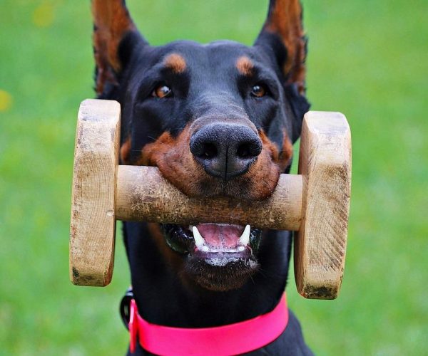 Smart working: i gadget indispensabili per lavorare da casa