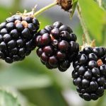 BlackBerry: ascesa e caduta del gigante della telefonia business