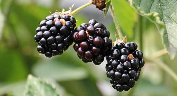 BlackBerry: ascesa e caduta del gigante della telefonia business